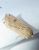 Noctua pronuba